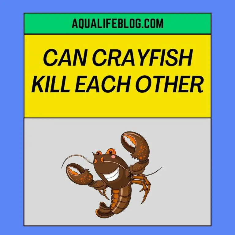 Can Crayfish Kill Each Other? Aqualife