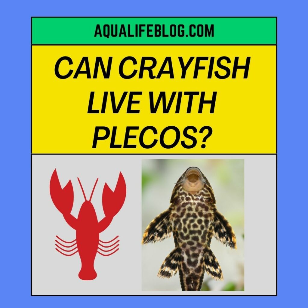 Can Crayfish Live With Plecos