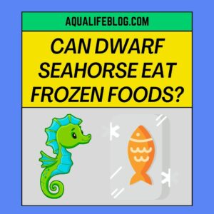 Can Dwarf Seahorse Eat Frozen Foods