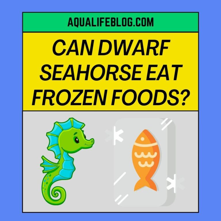 Can Dwarf Seahorse Eat Frozen Foods?