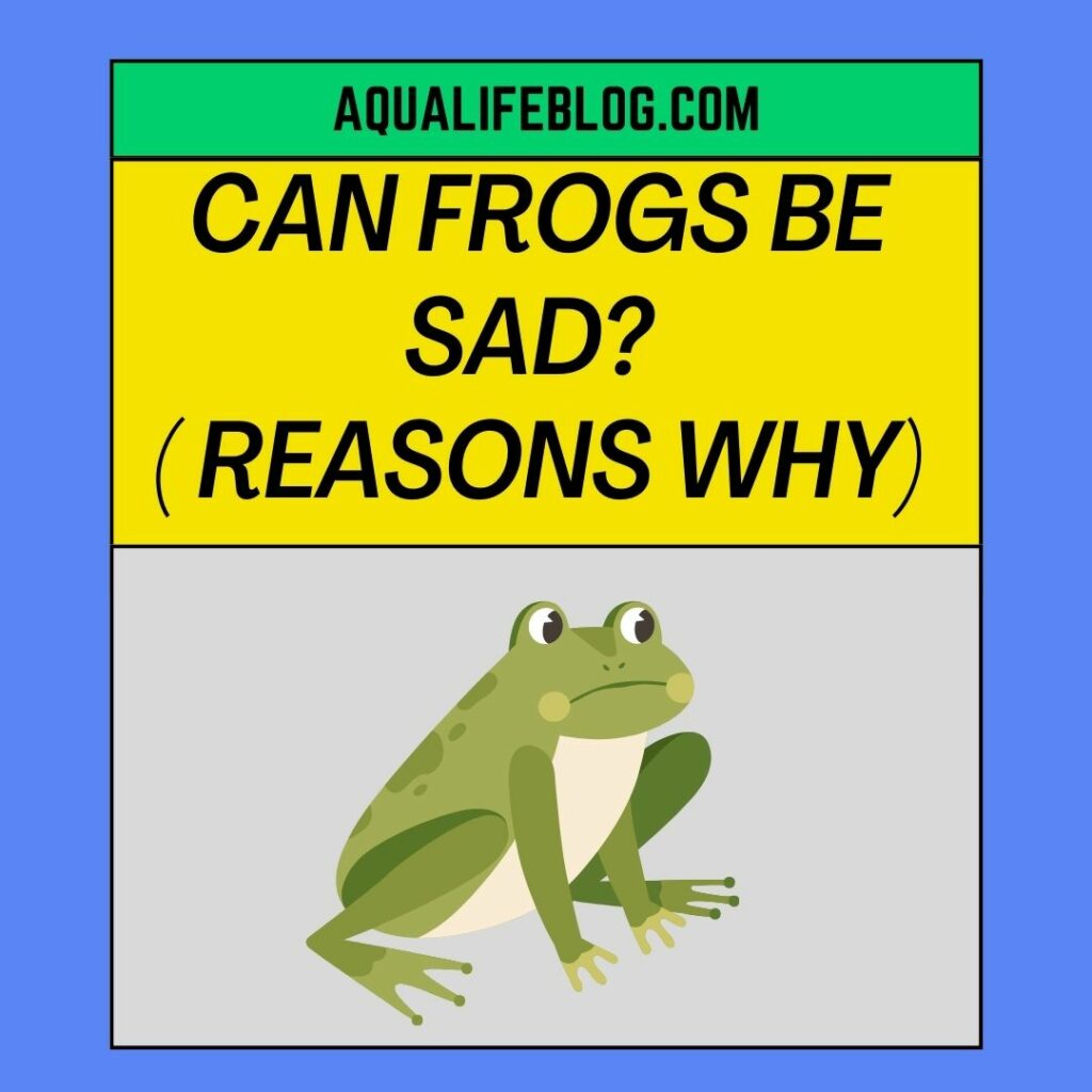 Can Frogs Be sad