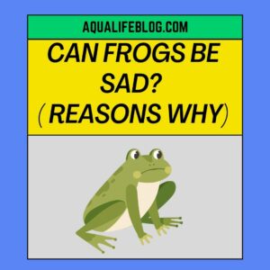 Can Frogs Be sad