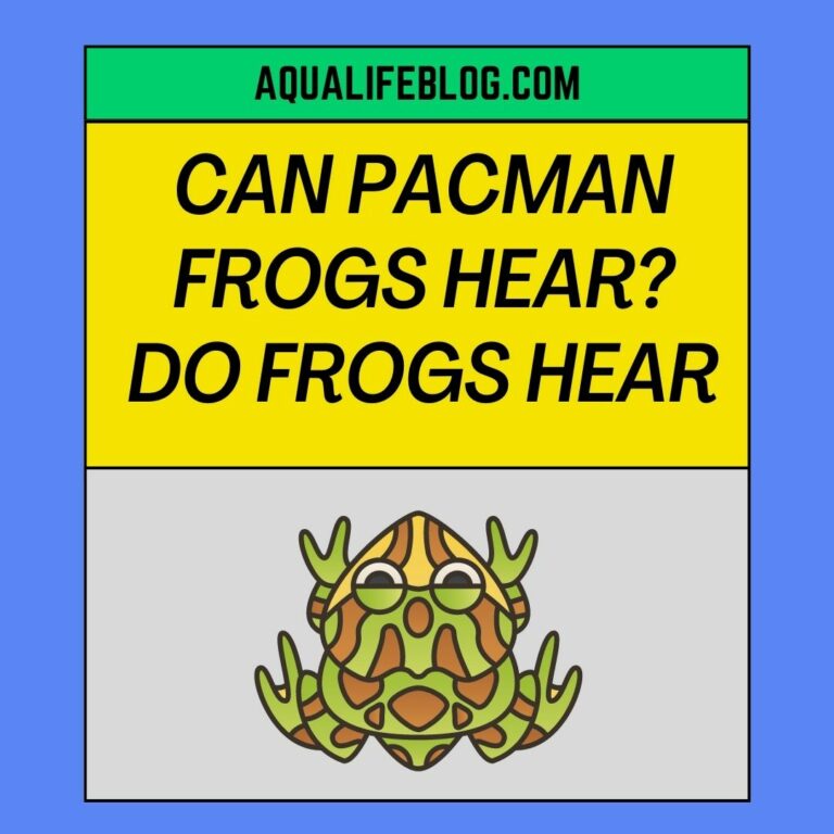 Can Pacman Frogs Hear? Is Pacman Sensitive to loud Noises?