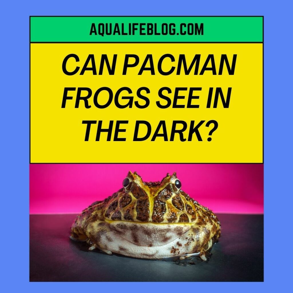 Can Pacman Frogs See In The Dark