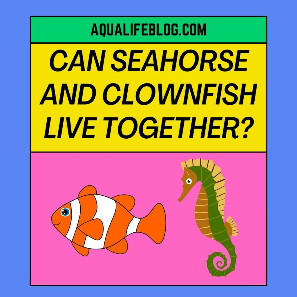 Can Seahorse And Clownfish Live Together