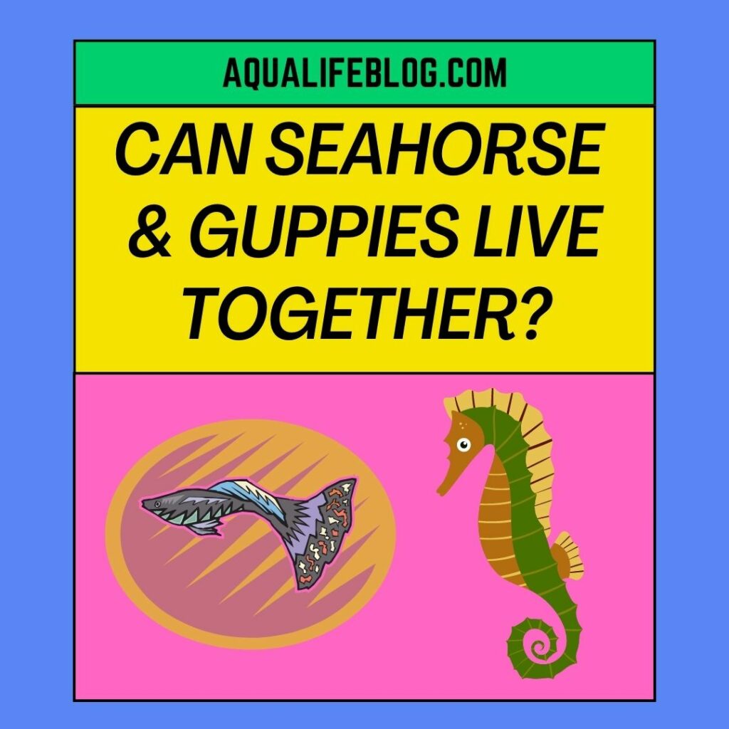 Can Seahorses And Guppies Live Together?