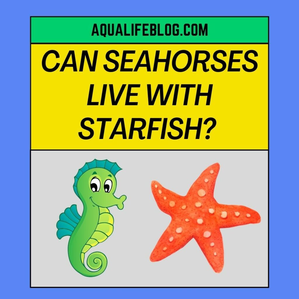 Can Seahorses Live With Starfish