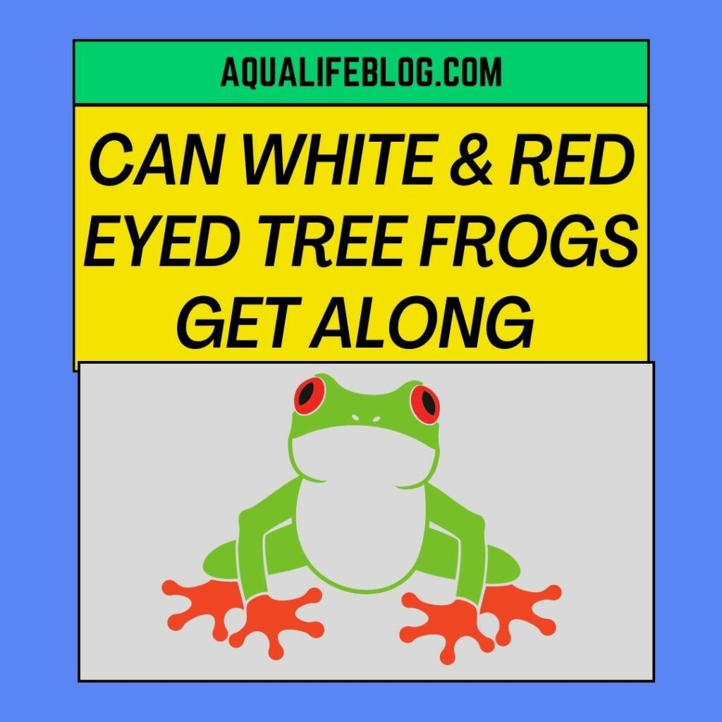 Can White Tree Frogs And Red Eyed Tree Frogs Live Together