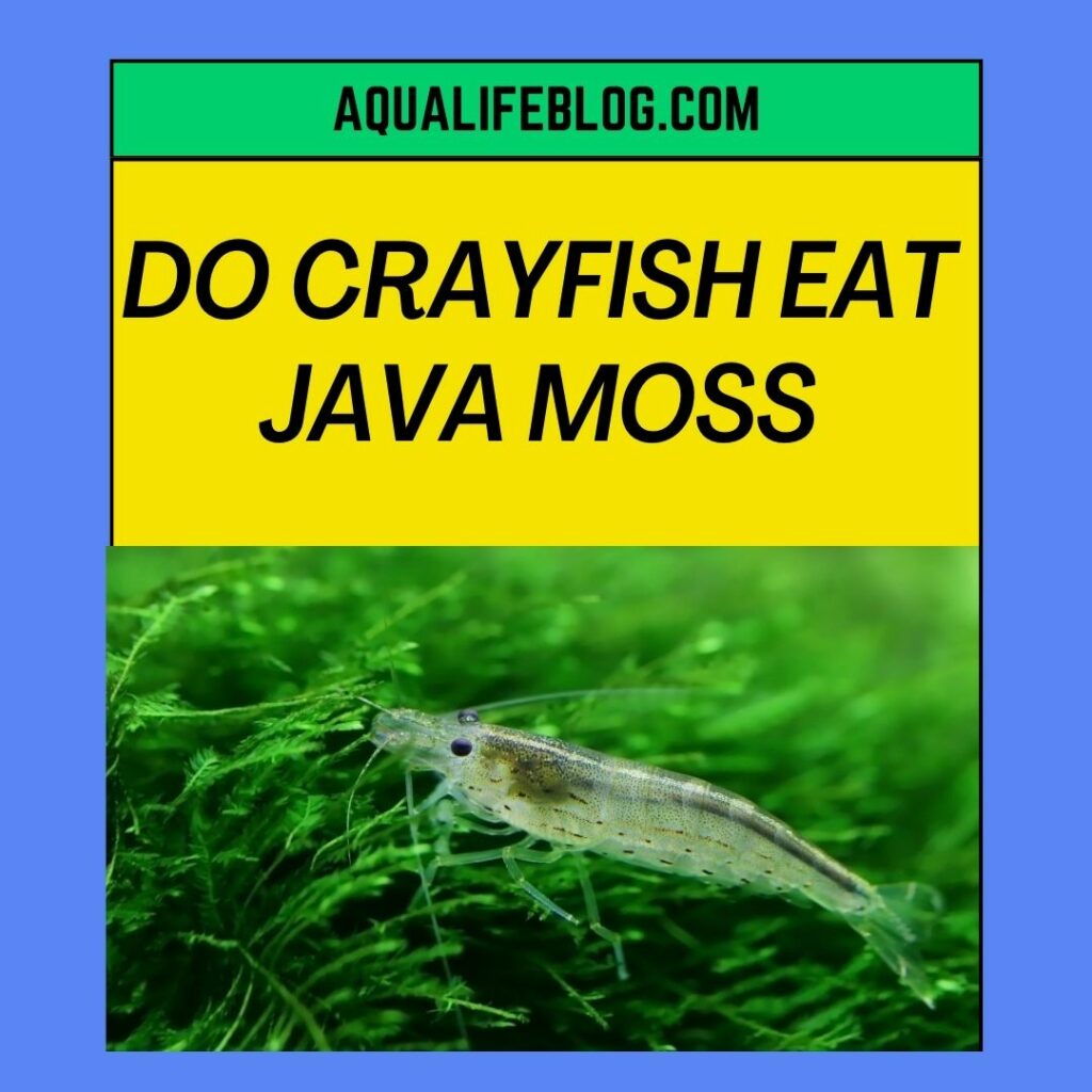 Do Crayfish Eat Java Moss