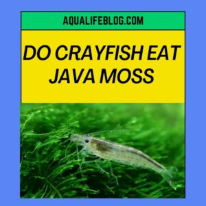 Do Crayfish Eat Java Moss