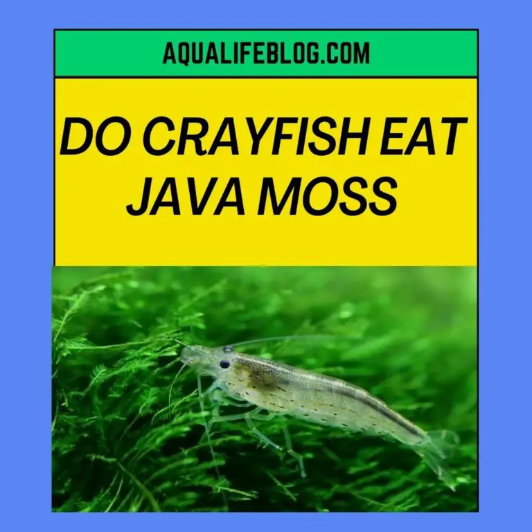 Do Crayfish Eat Java Moss?