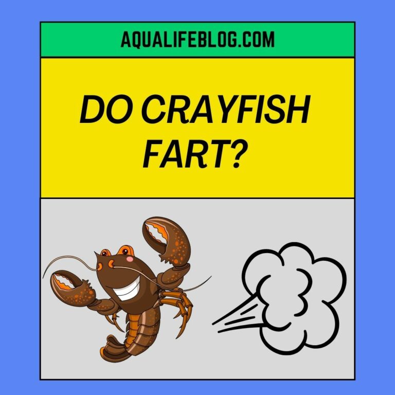 Do Crayfish Fart? Why and How to Avoid It.