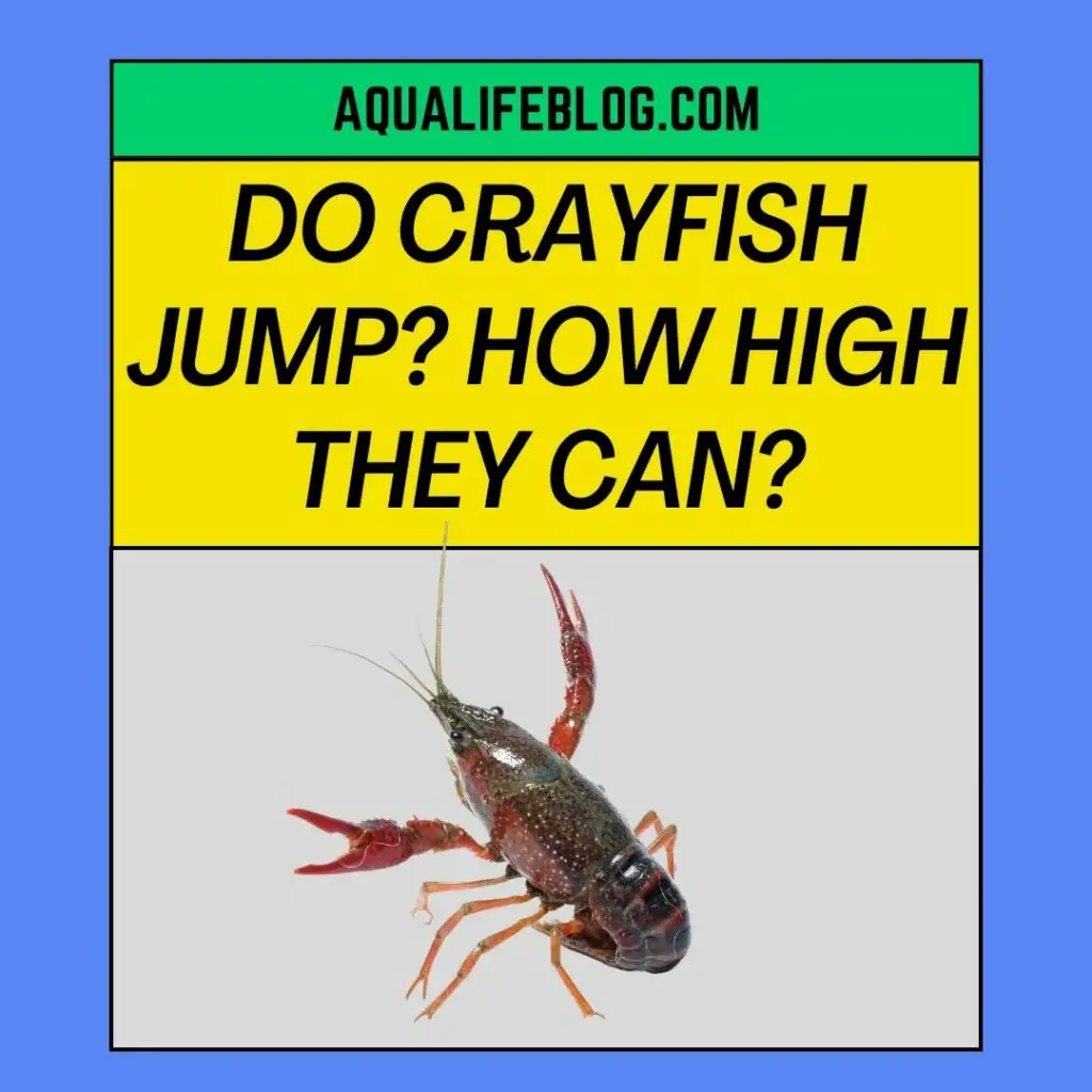 Do Crayfish Jump