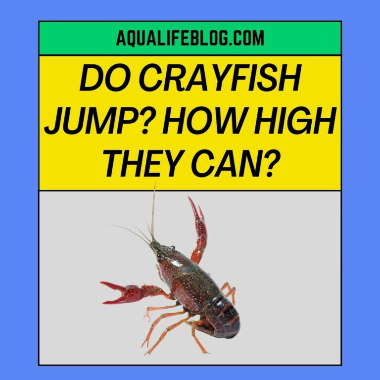 Do Crayfish Jump? How High They Can?