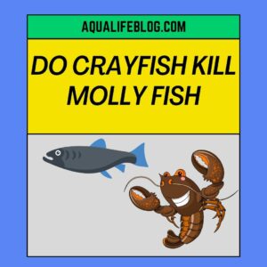 Do Crayfish Kill Molly Fish