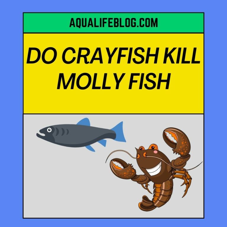 Do Crayfish Kill Molly Fish?