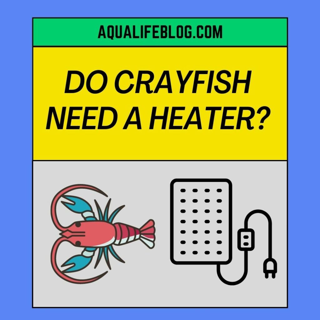 Do Crayfish Need A Heater