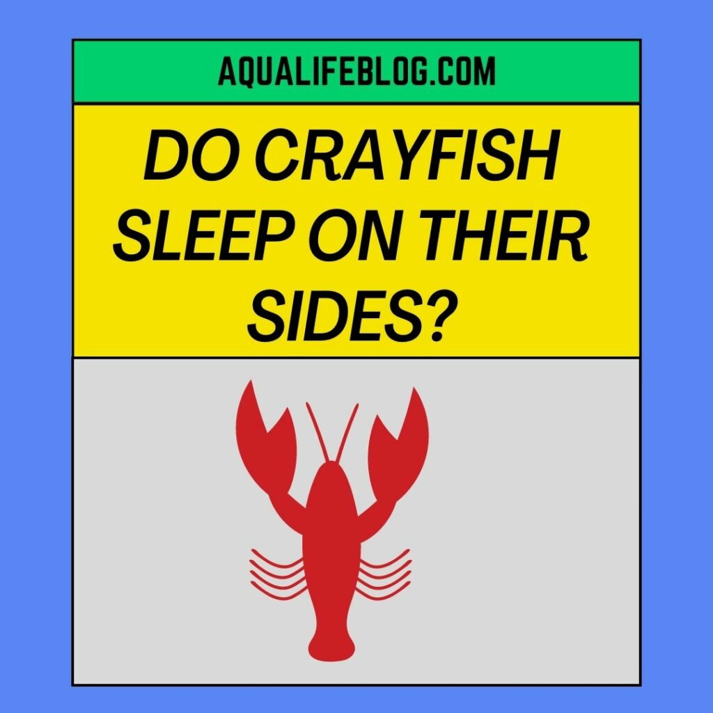 Do Crayfish Sleep On Their Sides