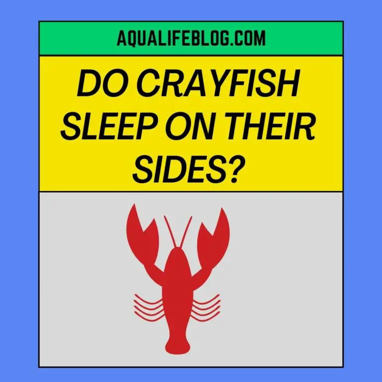 Do Crayfish Sleep On Their Sides? 7 Reasons Why Aqualife