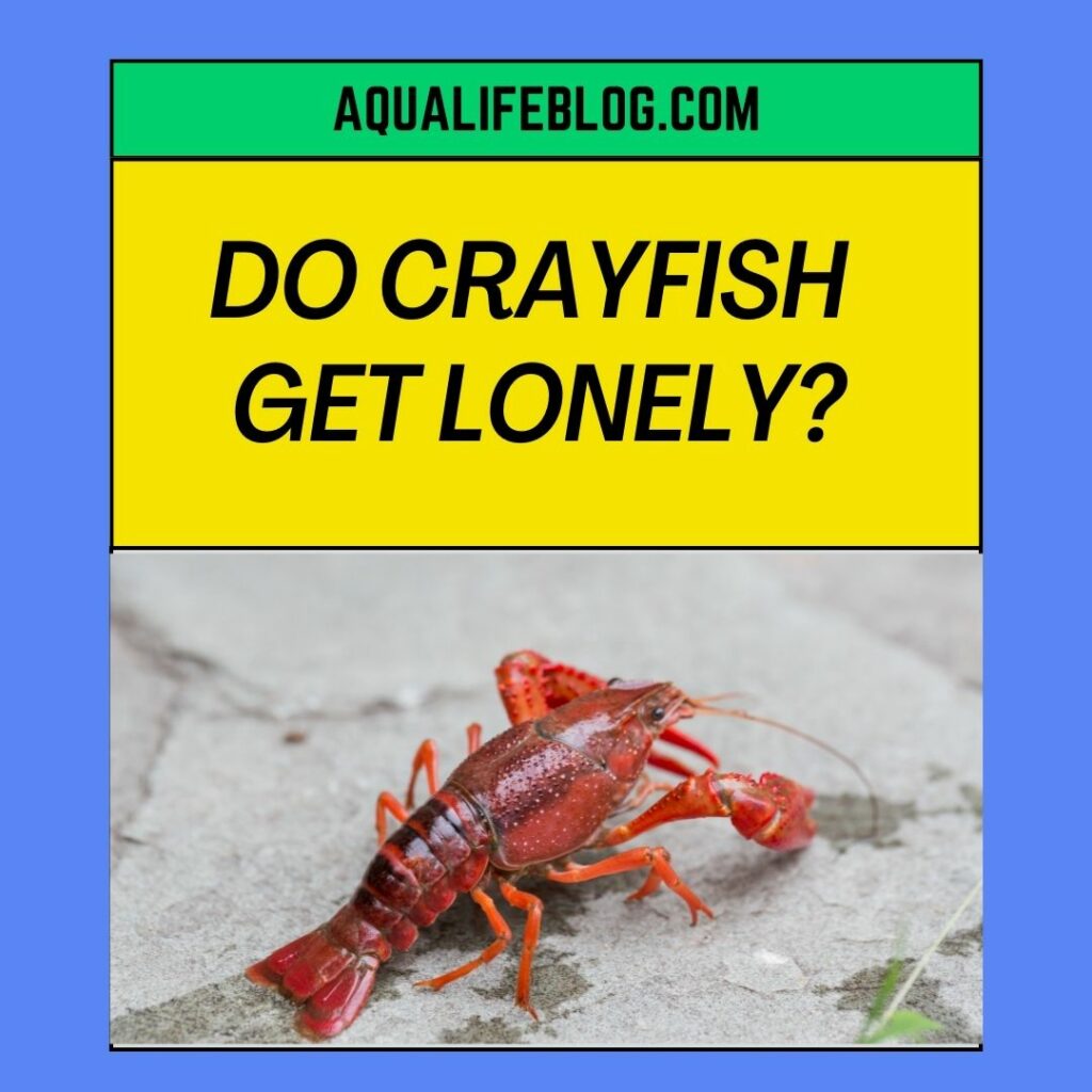 Do Crayfish get lonely
