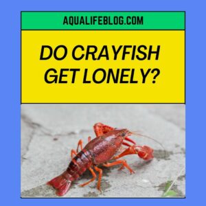 Do Crayfish get lonely