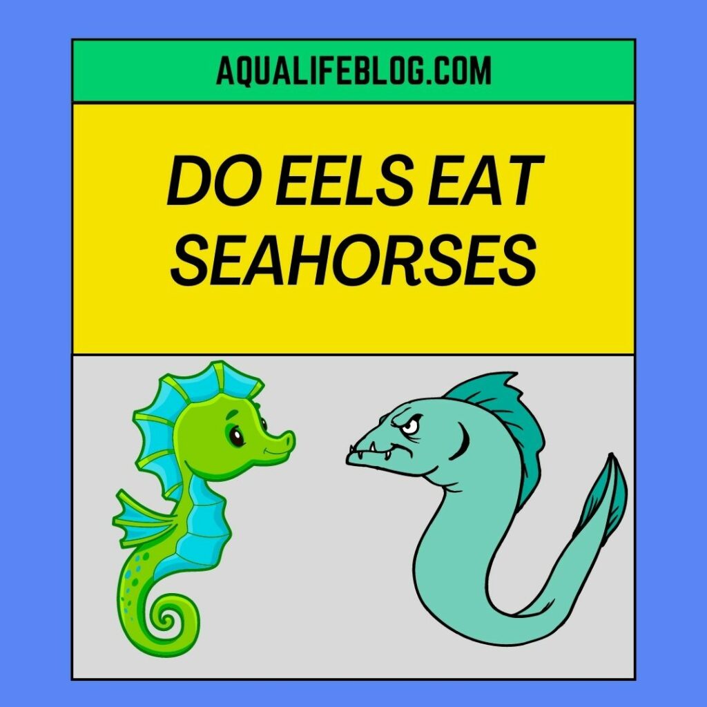 Do Eels Eat Seahorses? - Aqualife