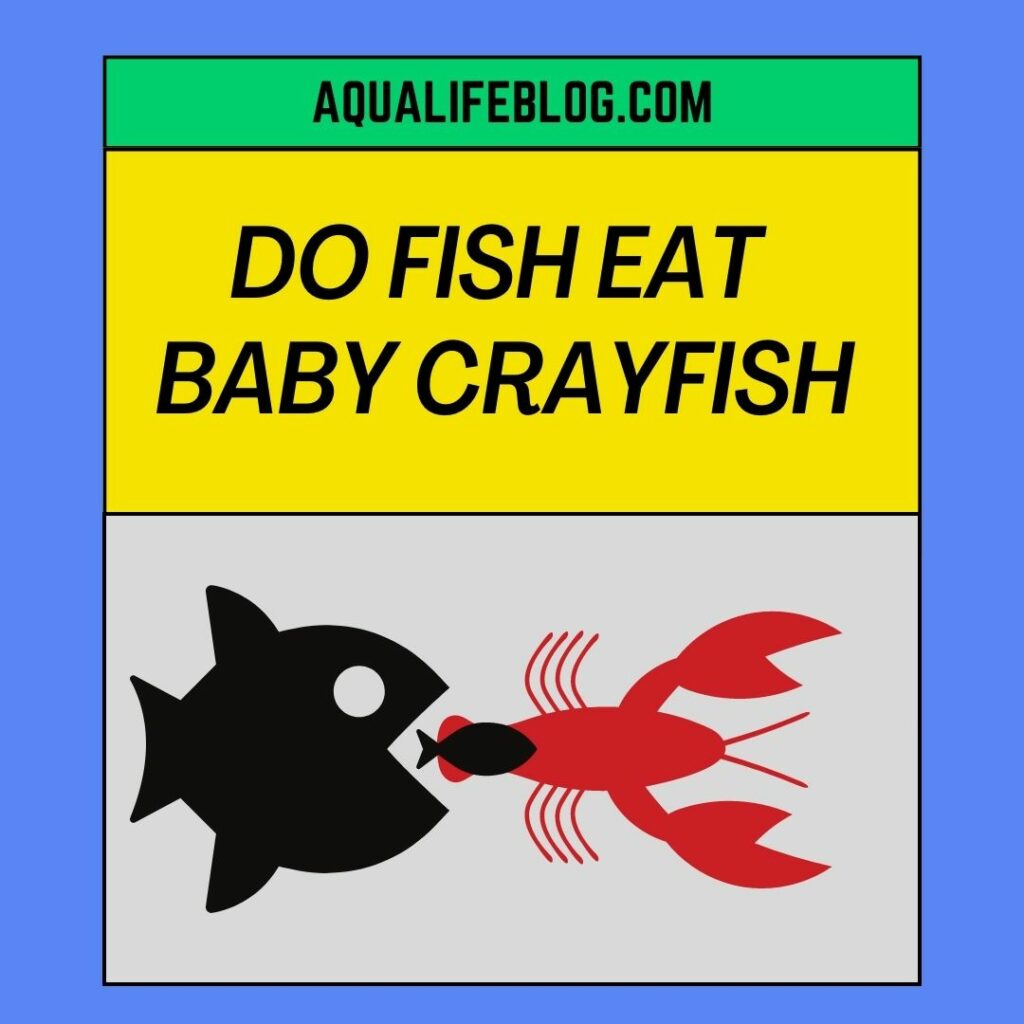 Do Fish Eat Baby Crayfish