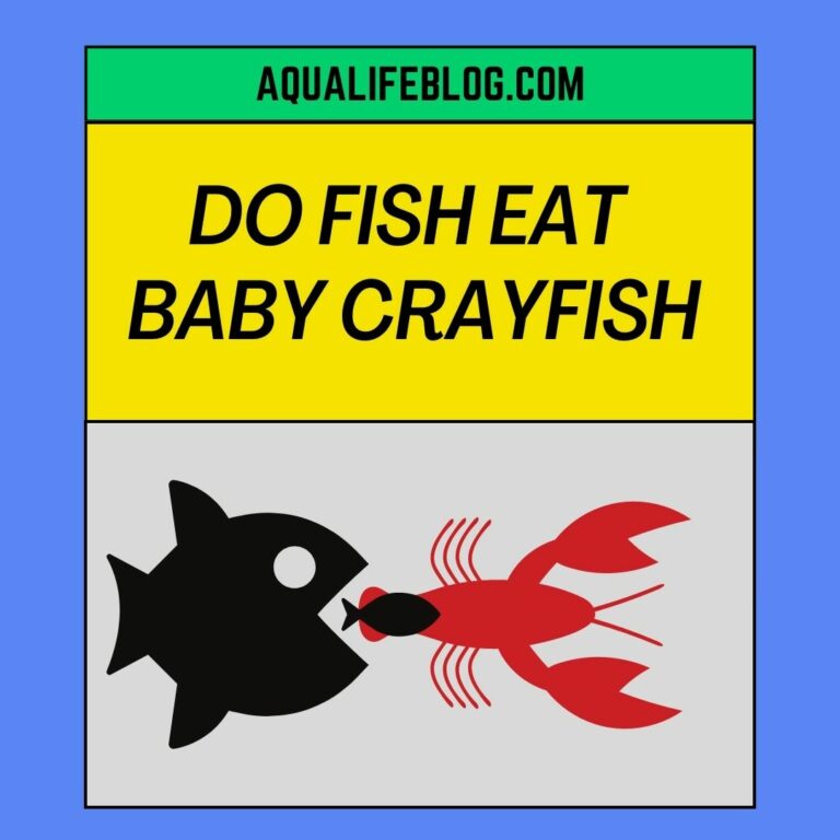 Do Fish Eat Baby Crayfish?