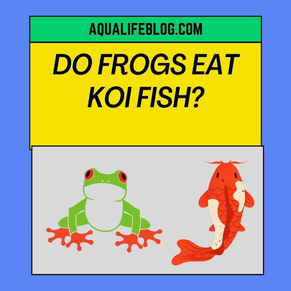 Do Frogs Eat Koi Fish?