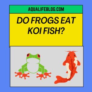 Do Frogs Eat Koi Fish?