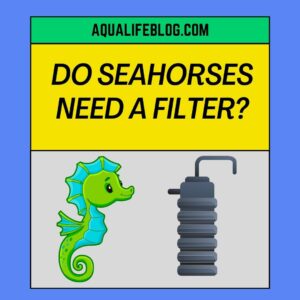 Do Seahorses Need A Filter