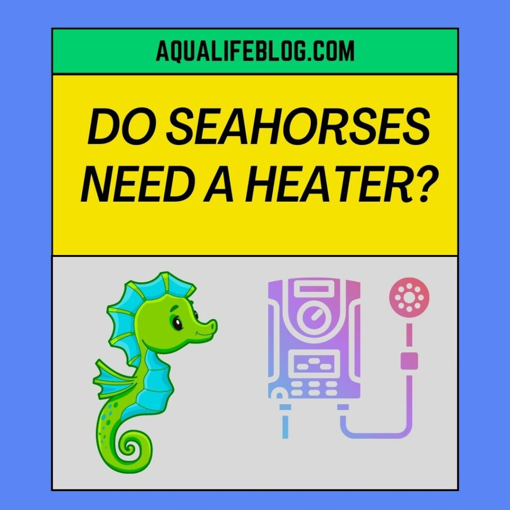 Do Seahorses Need A Heater