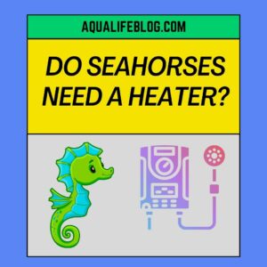 Do Seahorses Need A Heater