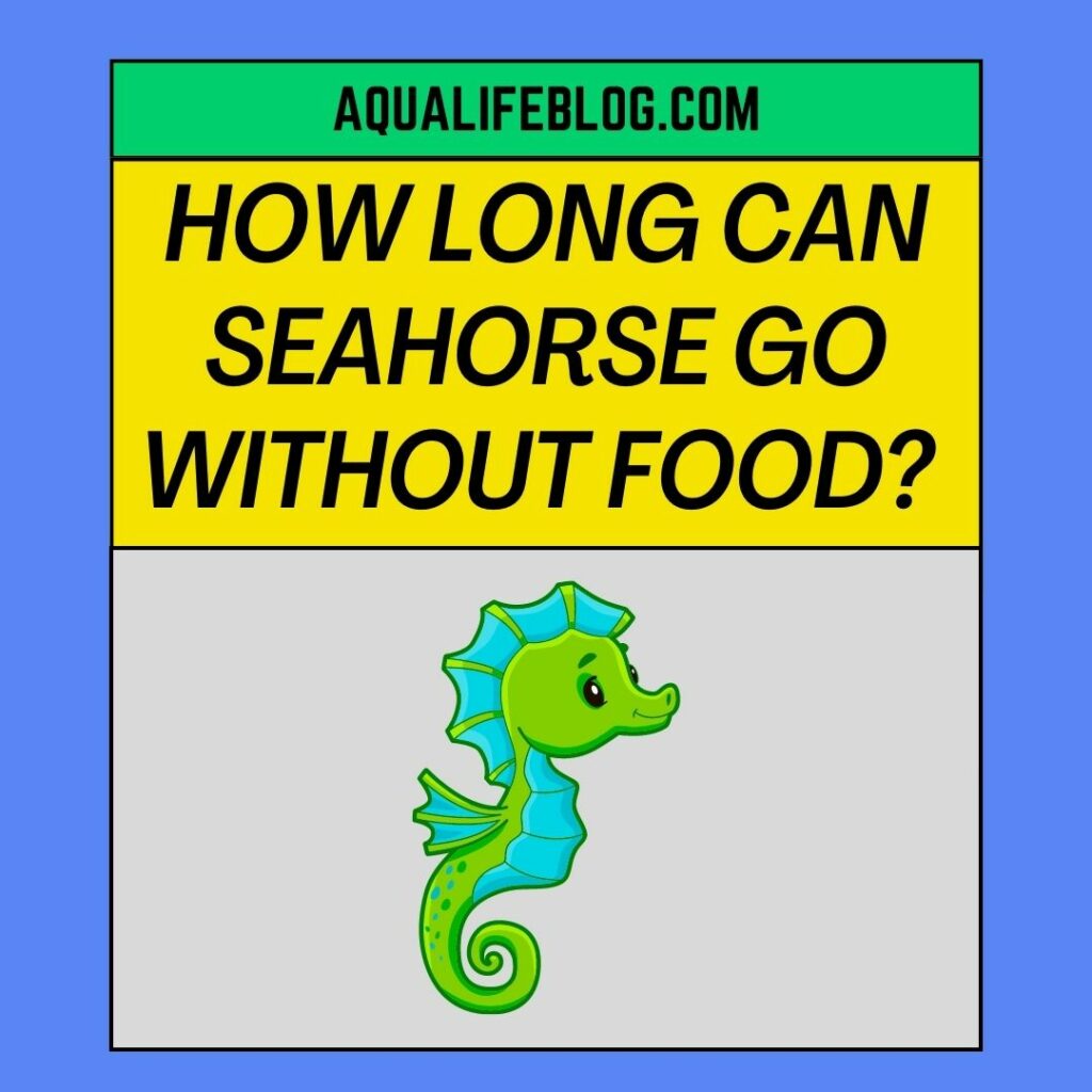 How Long Can Seahorse Go Without Eating