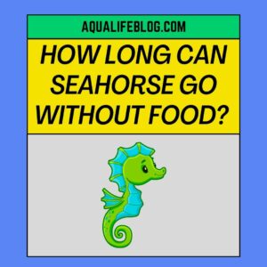 How Long Can Seahorse Go Without Eating