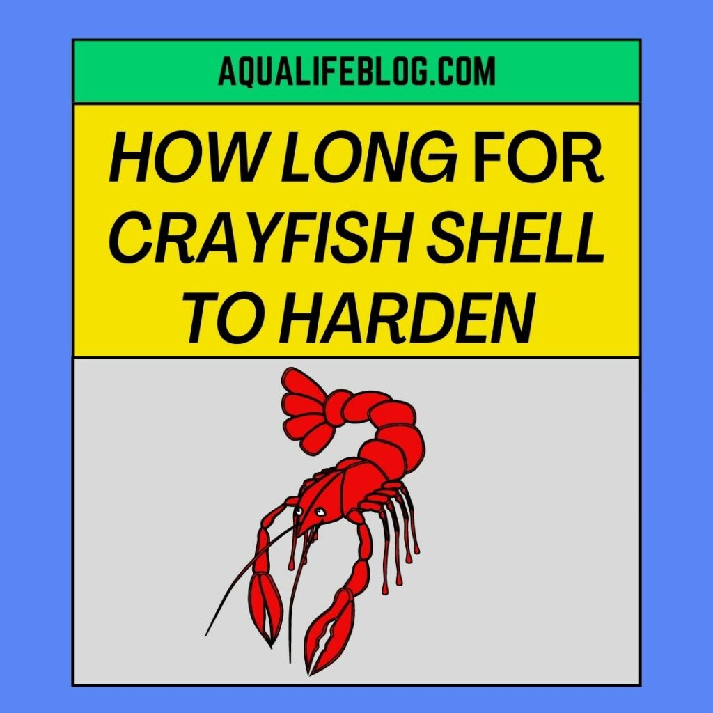 How Long Does It Take For A Crayfish Shell To Harden