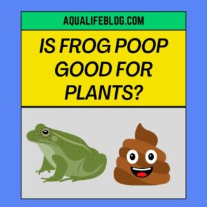 Is Frog Poop Good For Plants?