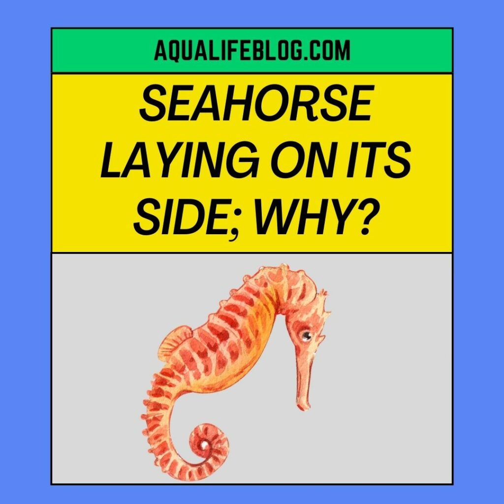Why Is My Seahorse Laying On Its Side? (4 possible reasons explained, and solution)