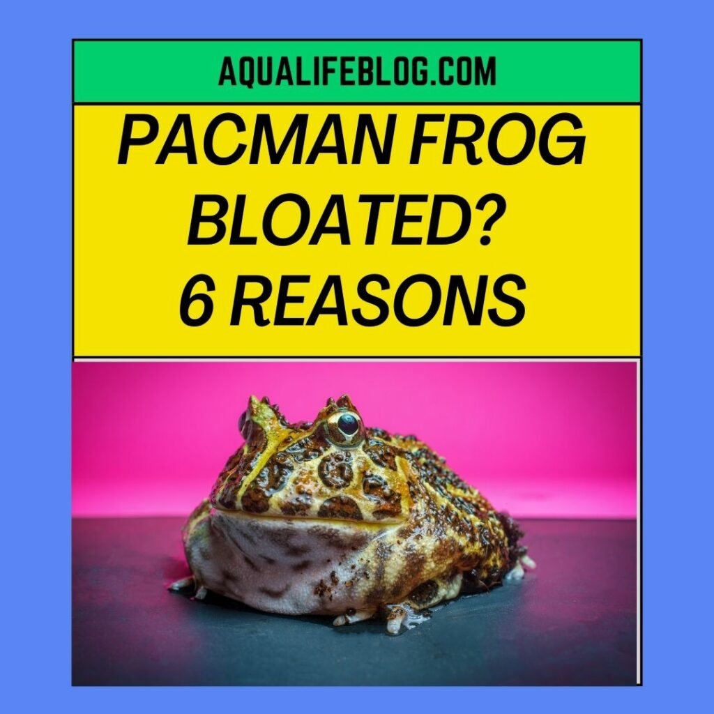 Why Is My Pacman Frog Bloated