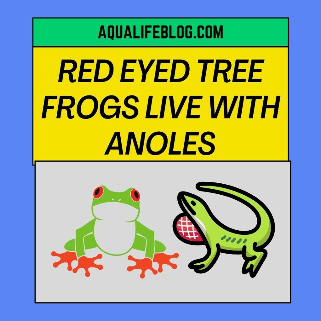 Red Eyed Tree Frogs Live With Anoles