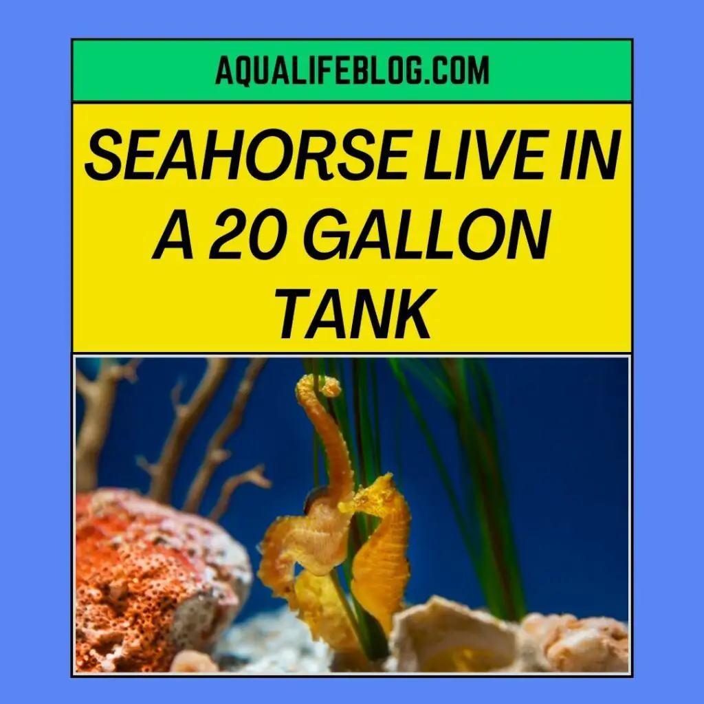 Seahorse Live In A 20 Gallon Tank