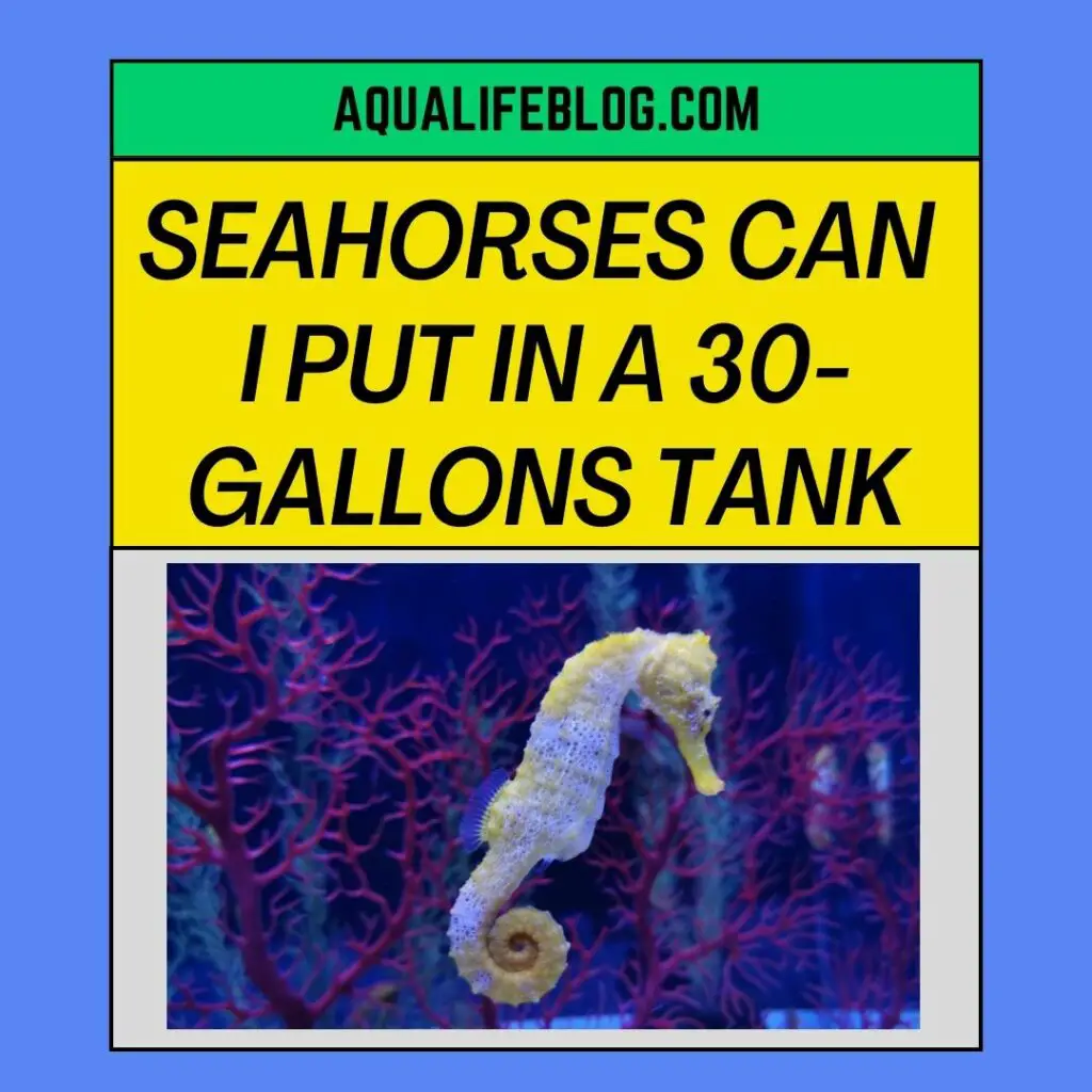 Seahorses Can I Put In A 30-Gallons Tank