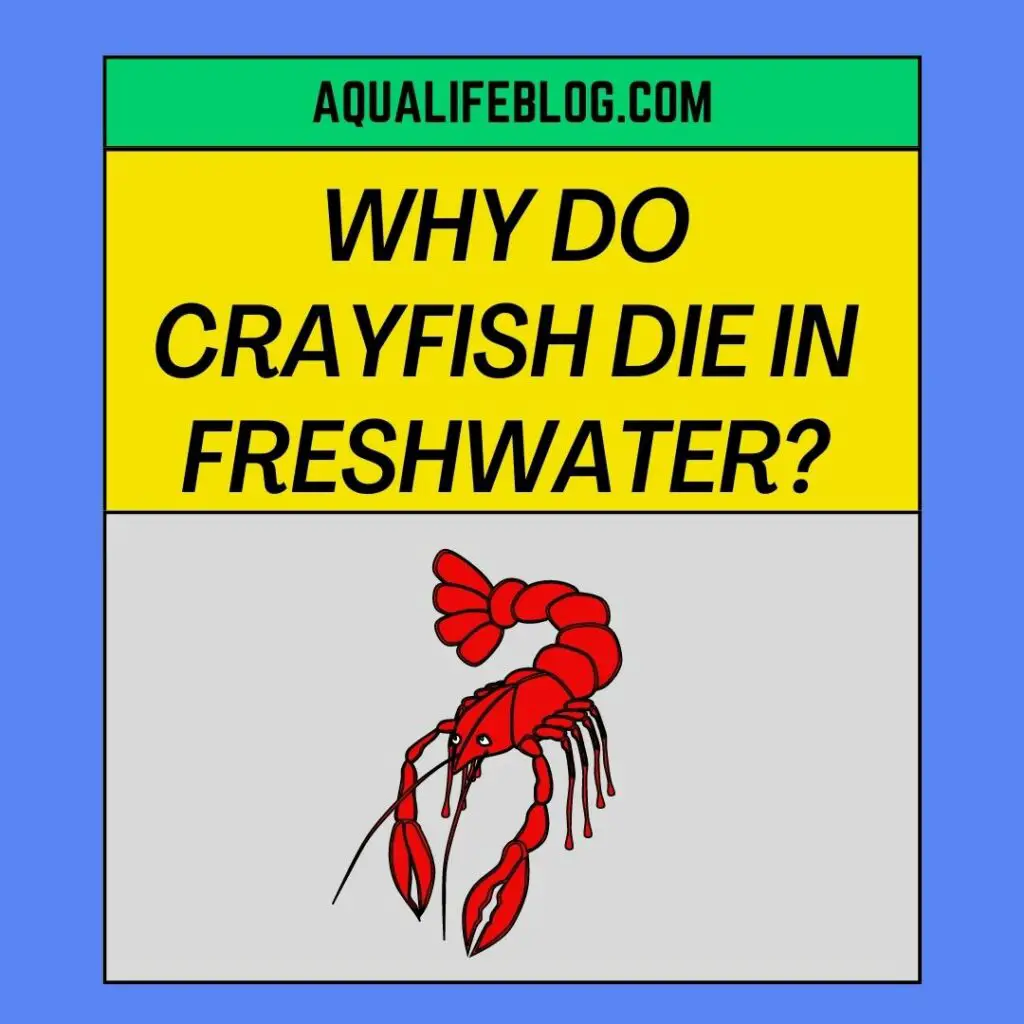 Why Do Crayfish Die In Freshwater