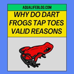 Why Do Dart Frogs Tap Their Toes