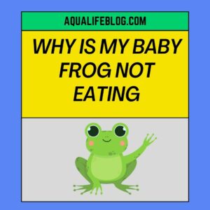 Why Is My Baby Frog Not Eating