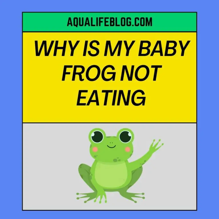 Why Is My Baby Frog Not Eating? 6 Logical Reasons Aqualife