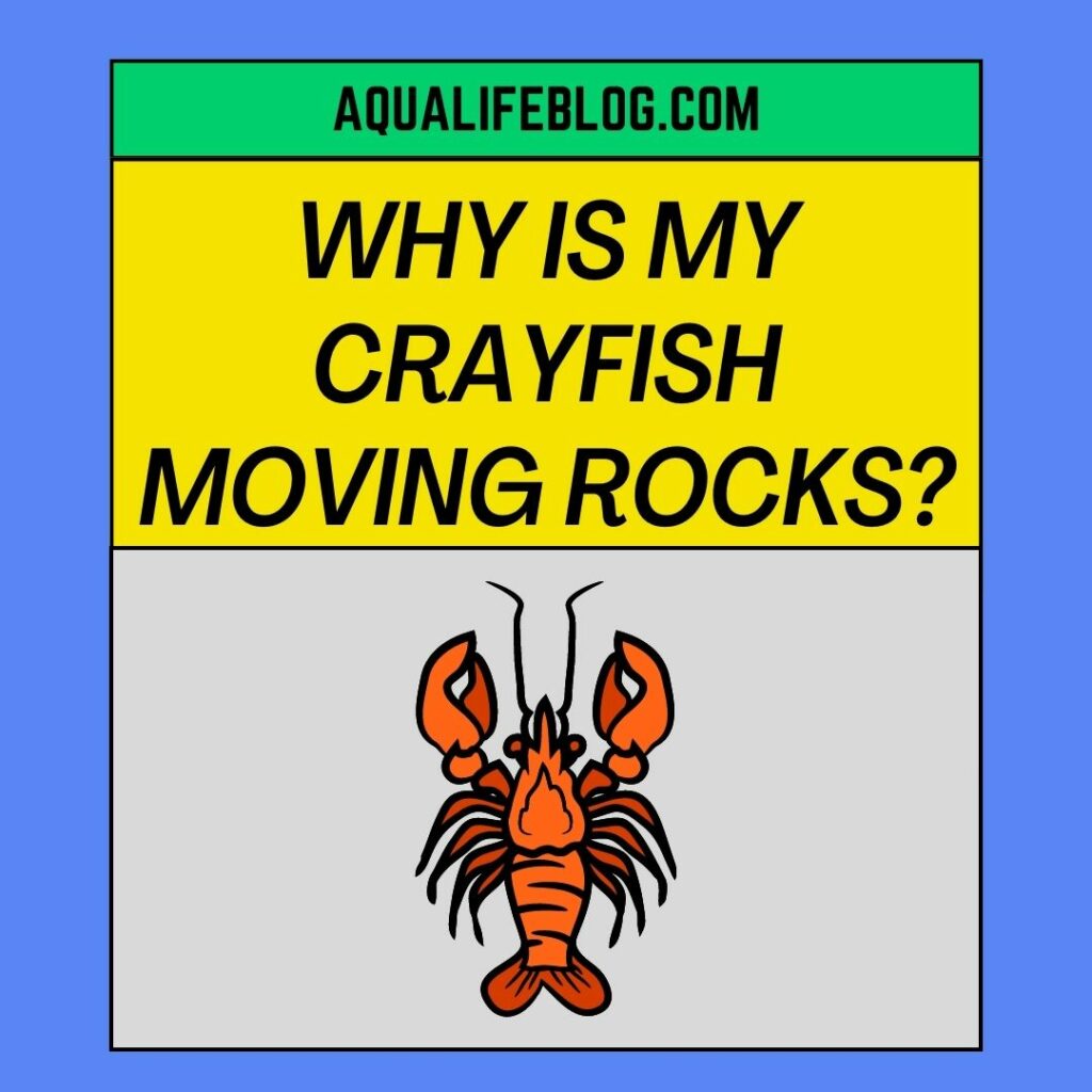 Why Is My Crayfish Moving Rocks