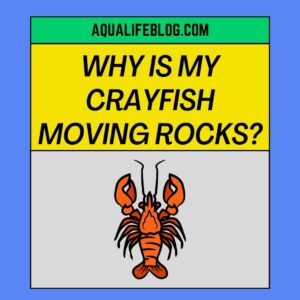 Why Is My Crayfish Moving Rocks