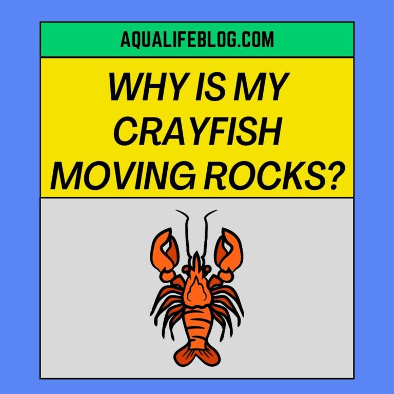 Why Is My Crayfish Moving Rocks? 4 reasons explained