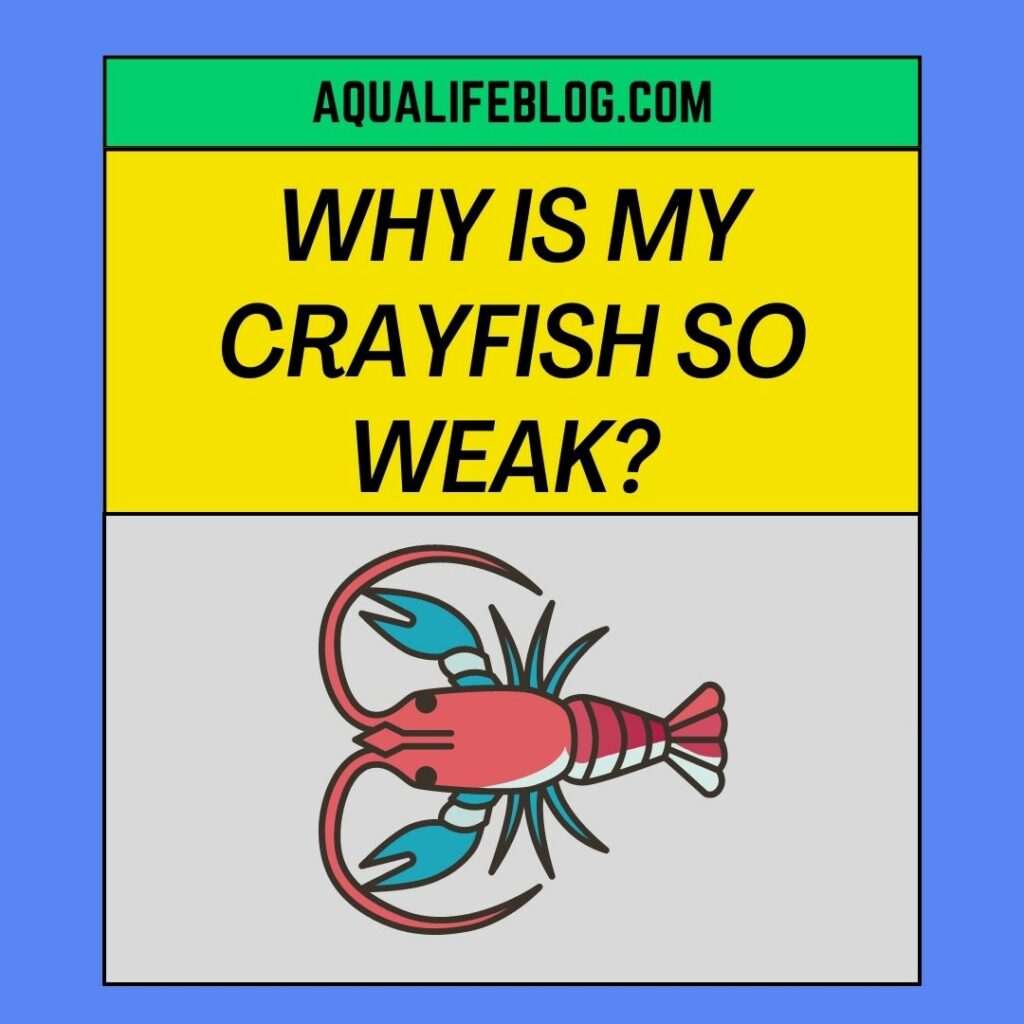 Why Is My Crayfish So Weak